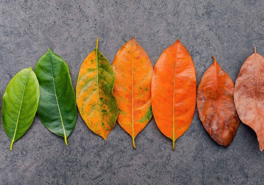 Seven leaves arranged in a row, transitioning from vibrant green on the left to dry brown on the right, symbolising the natural progression of aging and the passage of time.